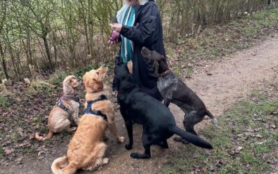 Puppy socialisation: why early socialisation is the best gift for your puppy (and how Paxton Paws makes it happen)