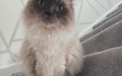 In-home cat visits vs. cattery stays: what’s best for your cat in St Neots & surrounding villages?