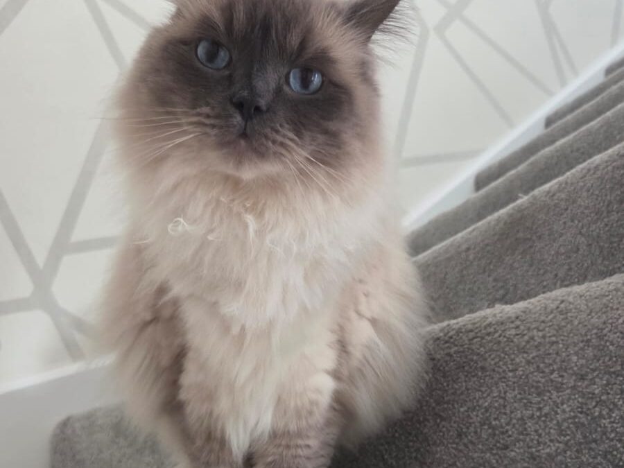 In-home cat visits vs. cattery stays: what’s best for your cat in St Neots & surrounding villages?
